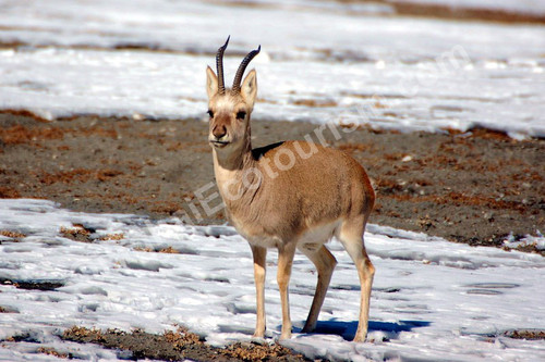 Tibetan gazelle.jpg