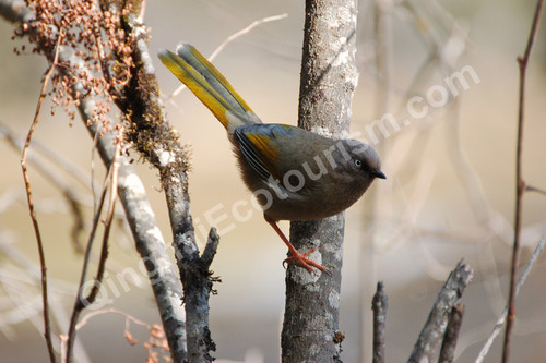 Elliot's laughingthrush.jpg