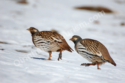 Tibetan snowcock.jpg