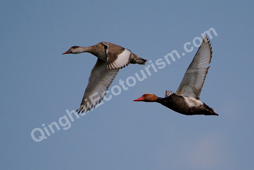 Red crested pochard.jpg