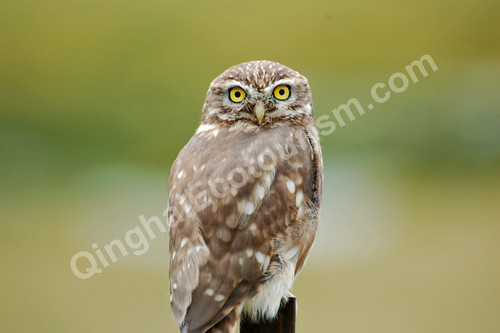 Little owl.jpg