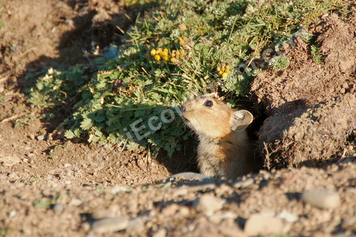 Plateau pika.jpg