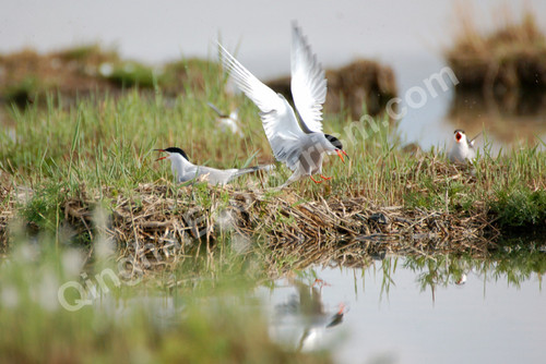 Commen tern.jpg