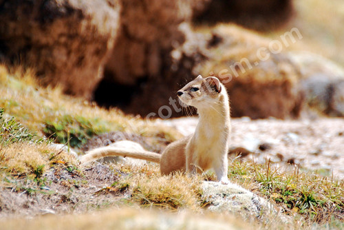 Altai weasel.jpg