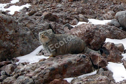 Pallas' cat.jpg