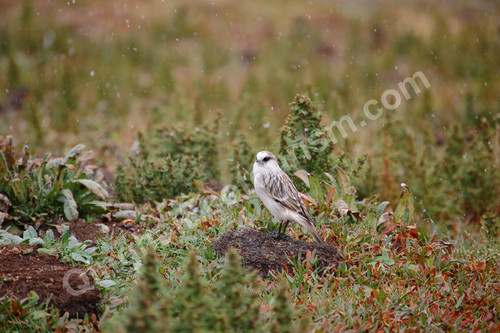 White rumped snowfinch.jpg