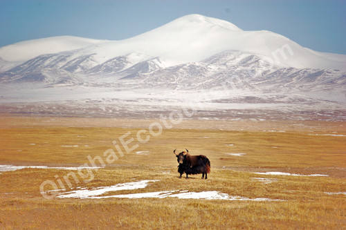 Wild yak.jpg