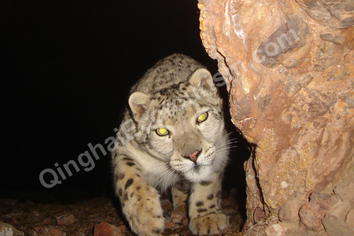 Snow leopard 2.jpg