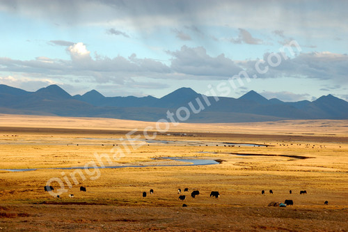 winter grassland.jpg