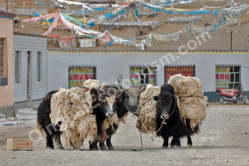 transport yak.jpg