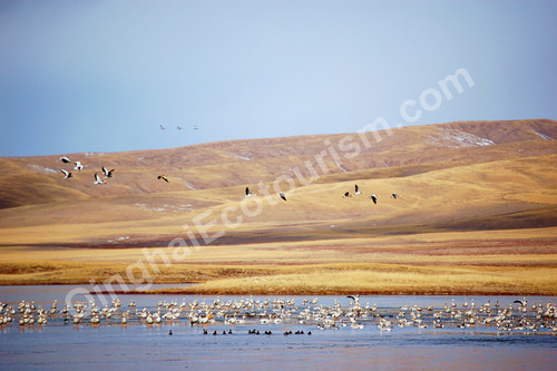 migratory birds.jpg