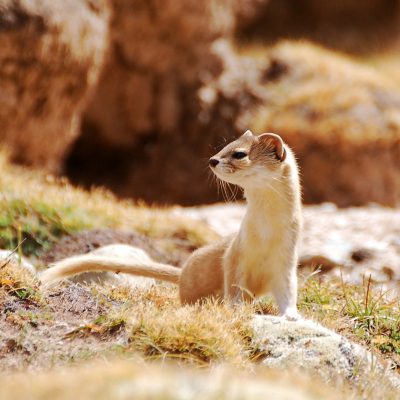 Photo by J Marc Foggin