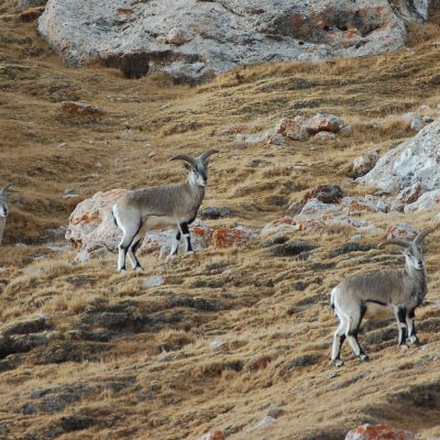 Photo by J Marc Foggin