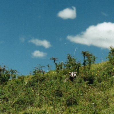 Photo by J Marc Foggin