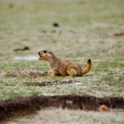 Photo by J Marc Foggin