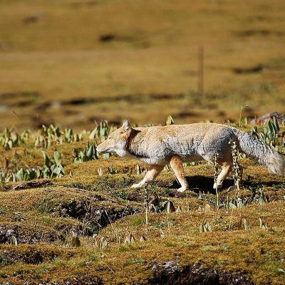 Photo by J Marc Foggin