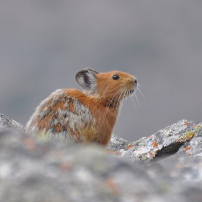 Photo by Marc Foggin