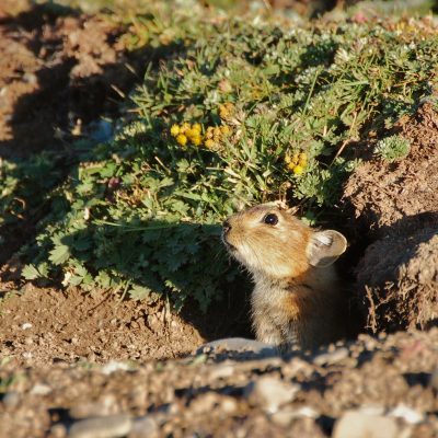 Photo by J Marc Foggin