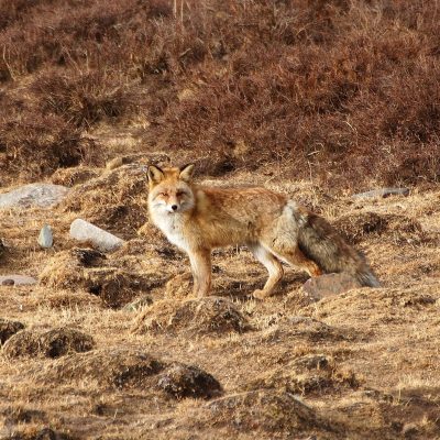 Photo by J Marc Foggin